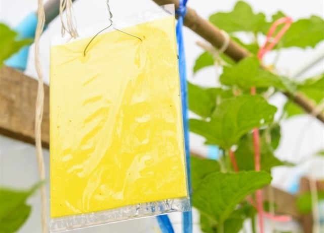 Insect and rodent control: adhesives for the production of sticky traps