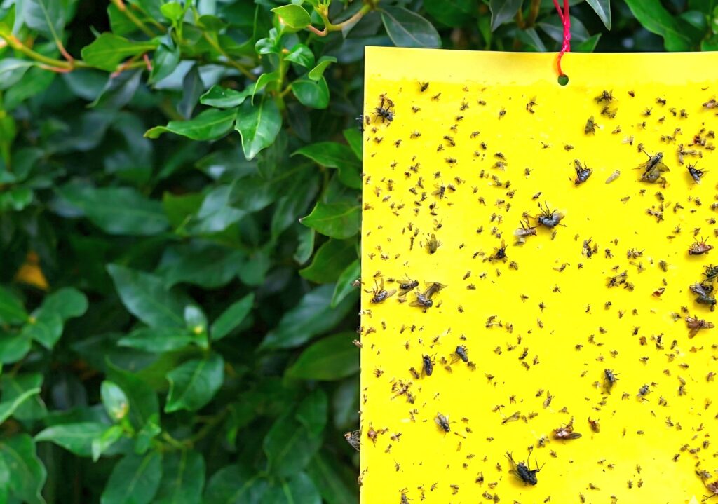 ​Клей для пасток <br>(комахи та гризуни)